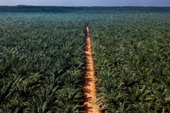 Palm Oil Giant Wilmar Under Fire After Record $750M Asset Seizure
