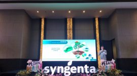 Petani semi serius memindai QR Code SETIA, jadi #jaga panen tanpa khawatir produk palsu. (Dok. Syngenta Indonesia)